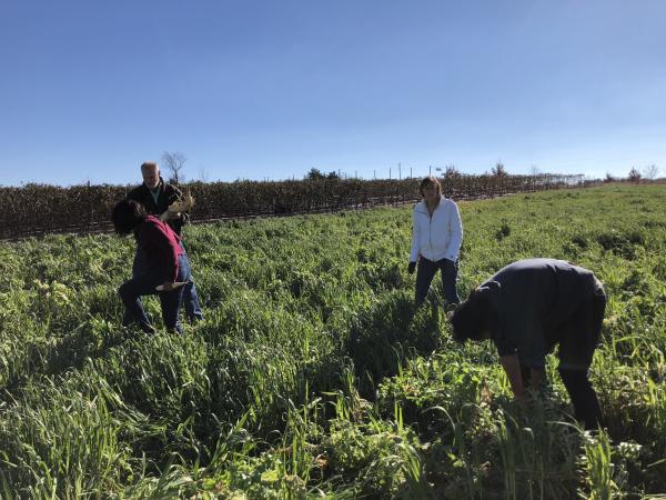 picking radishes 