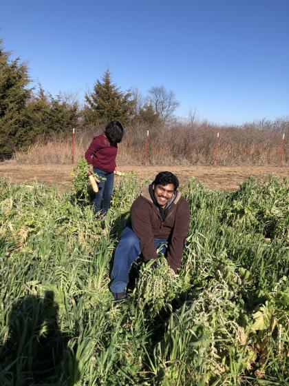 Sam pulling up a radish 