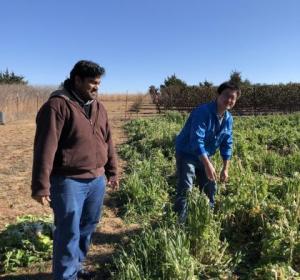 Sam and Dao picking radishes 